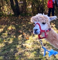 Alpaka oder Lama? Die 4er wissen Bescheid! 